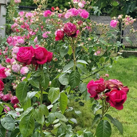 Apartamento Les Dahlias *