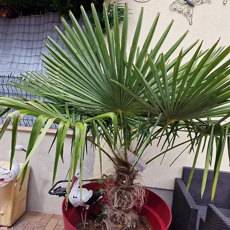 Apartment Les Dahlias Bennwihr